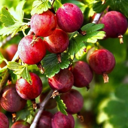 4e13a44b-a342-11eb-93b3-005056c00008-1