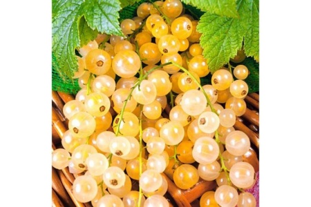 d7d020a6-cc25-11ef-8915-246e9611e8f5-1