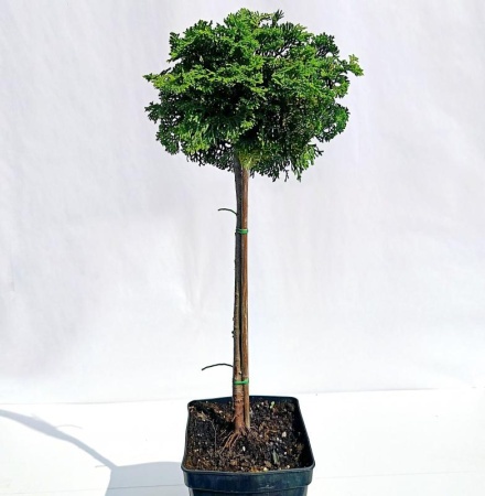 aced6faf-d407-11f0-891e-246e9611e8f6-1