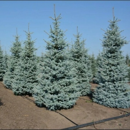 f4c95ed7-107b-11e7-b683-001e673ebdea-1