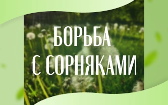 Сорняки на приусадебном участке: биологические особенности и стратегии борьбы